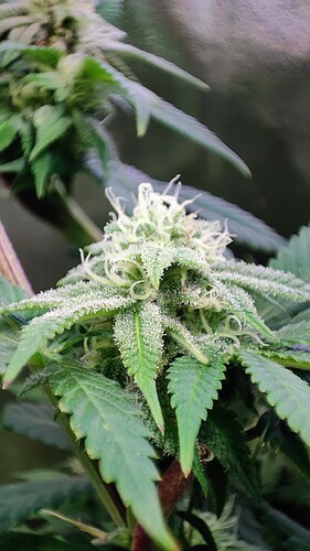 Growreport Bild 19