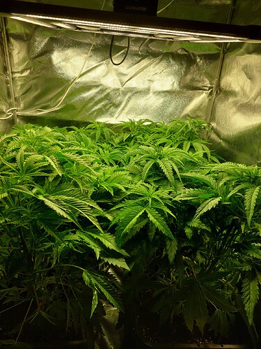 Growreport Bild 2
