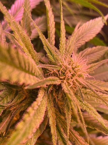 Growreport Bild 1