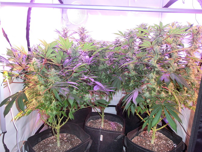 Growreport Bild 2