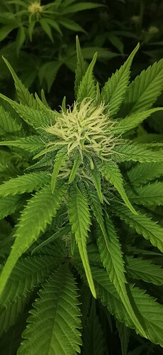 Growreport Bild 45