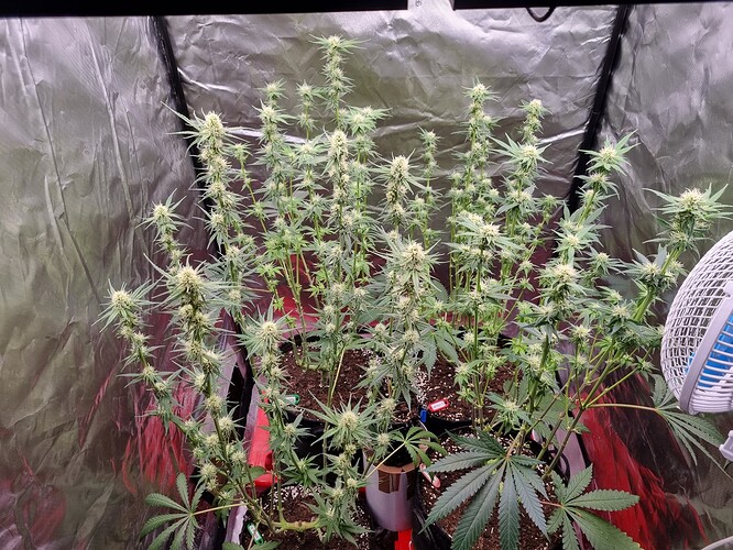 Growreport Bild 45