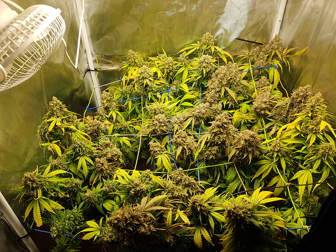 Growreport Bild 1