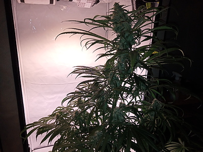 Growreport Bild 2