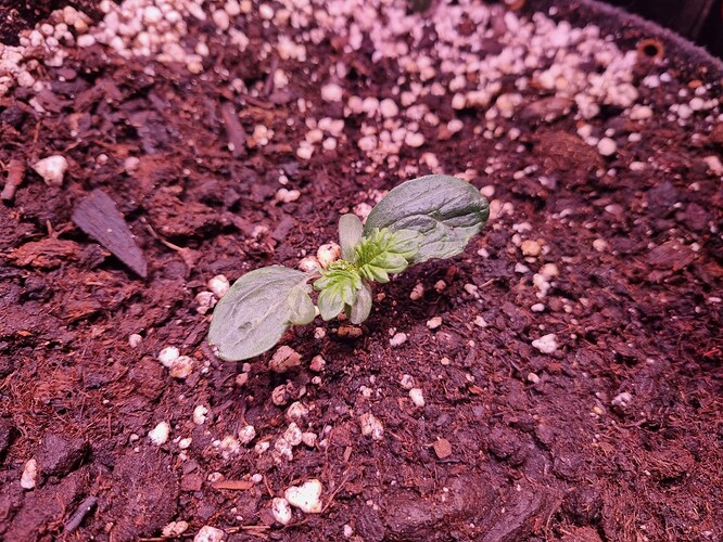 Growreport Bild 53