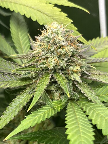 Growreport Bild 11