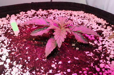 Growreport Bild 9