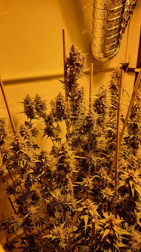 Growreport Bild 7
