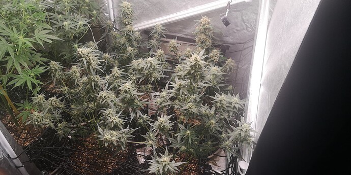 Growreport Bild 3