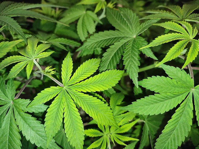 Growreport Bild 5
