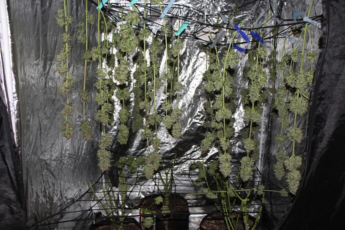 Growreport Bild 1
