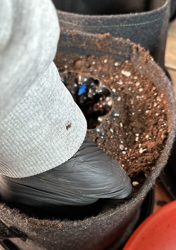 Growreport Bild 116