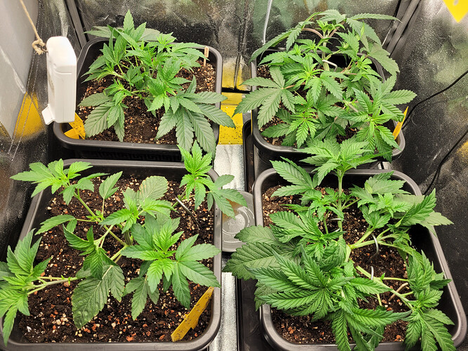 Growreport Bild 4