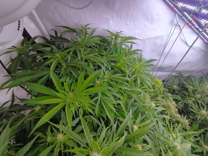 Growreport Bild 54