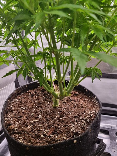 Growreport Bild 29