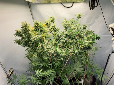 Growreport Bild 1