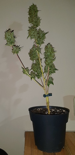 Growreport Bild 3