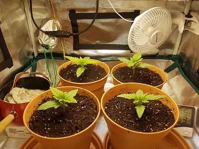 Growreport Bild 10