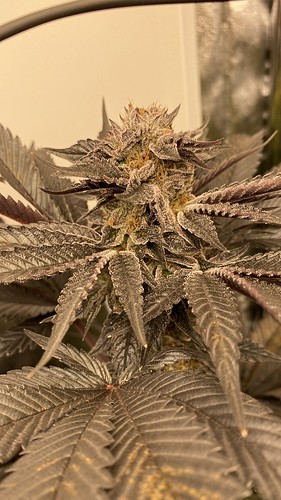 Growreport Bild 5