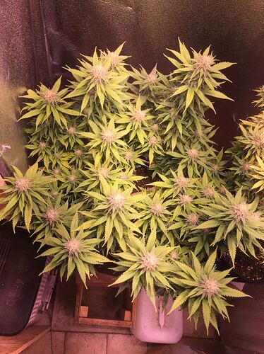 Growreport Bild 5
