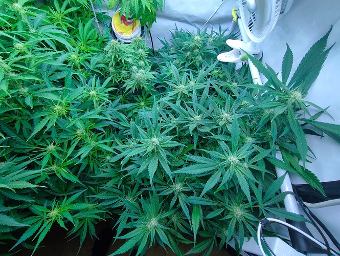 Growreport Bild 15
