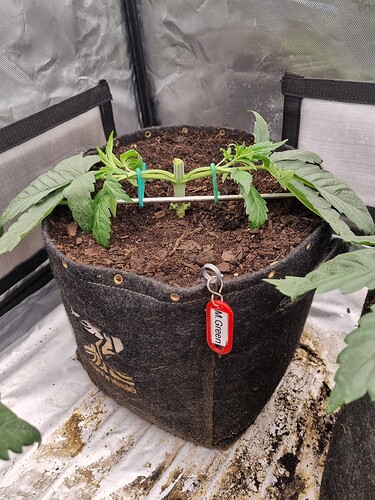 Growreport Bild 12