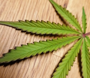 Growreport Bild 7