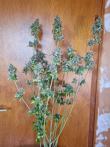 Growreport Bild 13