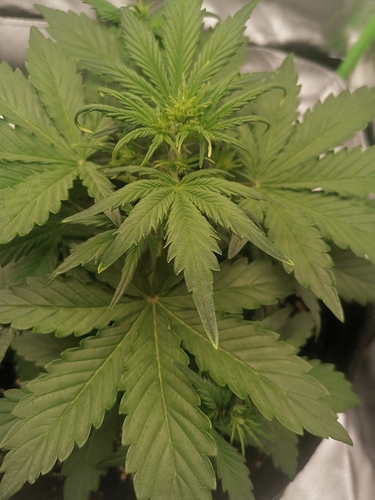Growreport Bild 9