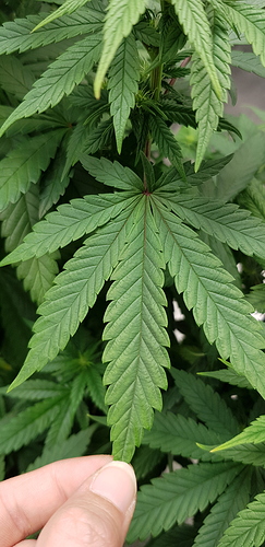 Growreport Bild 7