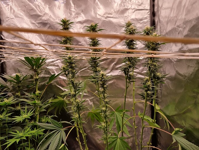 Growreport Bild 9