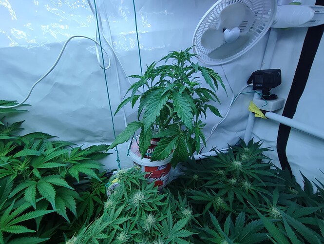 Growreport Bild 42