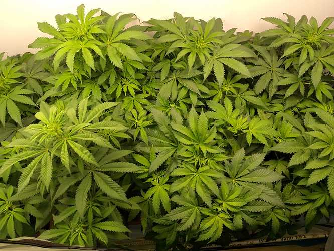 Growreport Bild 3