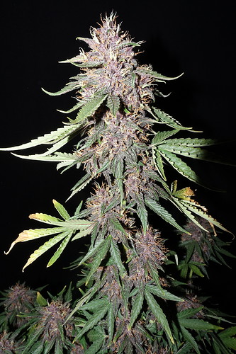 Growreport Bild 4