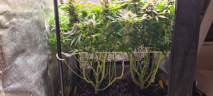 Growreport Bild 1