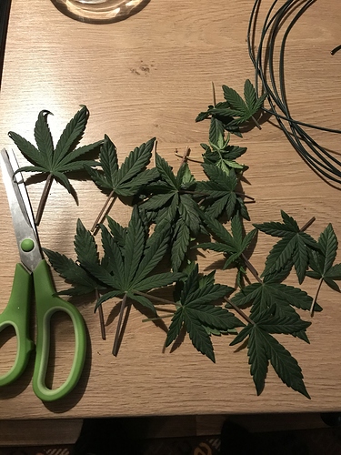 Growreport Bild 8
