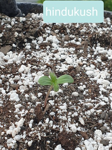 Growreport Bild 3