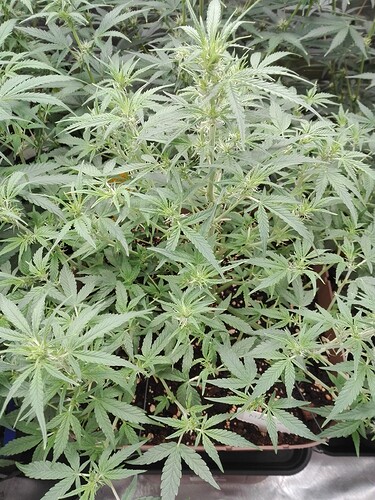 Growreport Bild 12