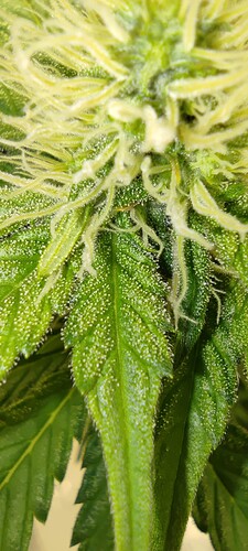 Growreport Bild 11
