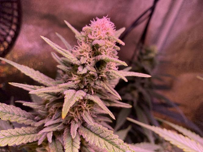 Growreport Bild 10