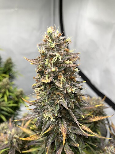 Growreport Bild 5
