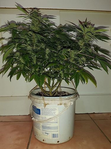 Growreport Bild 11