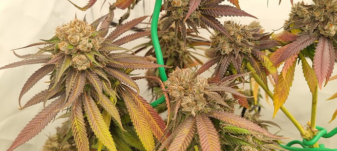 Growreport Bild 10