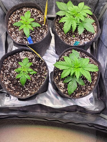 Growreport Bild 6