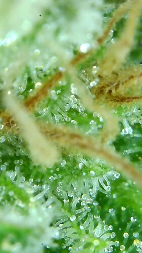 Growreport Bild 1