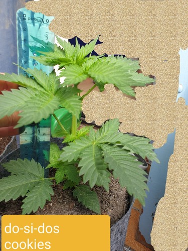 Growreport Bild 10