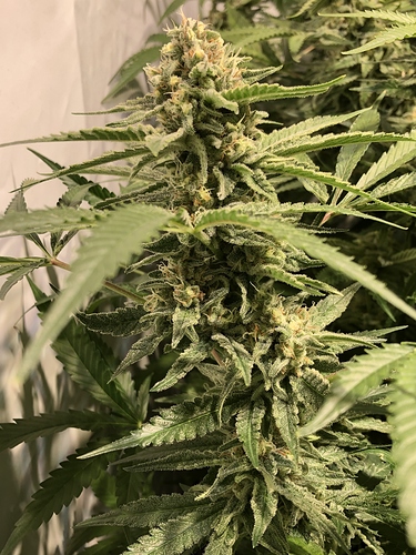 Growreport Bild 5
