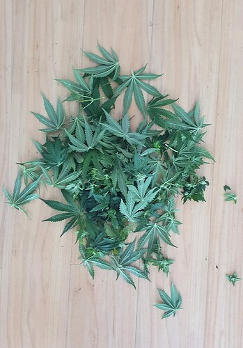Growreport Bild 4