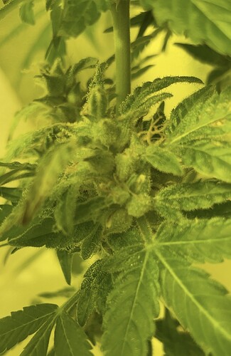 Growreport Bild 27