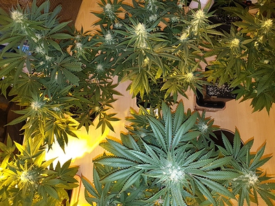 Growreport Bild 24